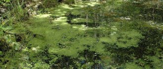 Duckweed