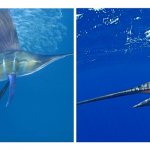 Marlin fish