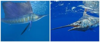 Marlin fish