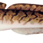 Burbot fish