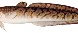 Burbot fish