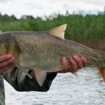 Silver carp fish: what it looks like, where it is found, what is its maximum weight and nutritional value