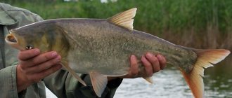 Silver carp fish: what it looks like, where it is found, what is its maximum weight and nutritional value