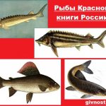 Pisces-Red-Book-Russia-1