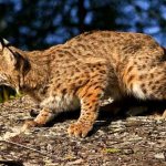 Lynxes are very mysterious animals and deserve