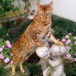 Red Bengal cat photo