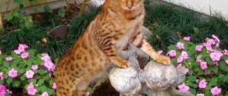 Red Bengal cat photo