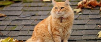 ginger cat