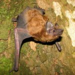 Rufous noctule nyctalus noctula