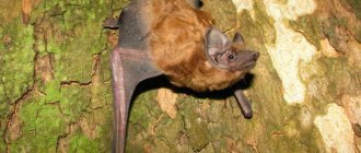 Rufous noctule nyctalus noctula