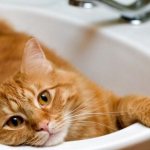 Red cat lies in the sink