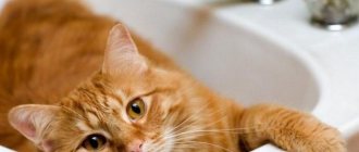 Red cat lies in the sink