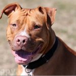 Red pitbull