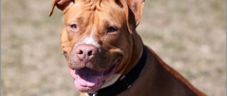 Red pitbull