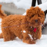 red Labradoodle puppy