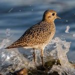 Plover-bird-Description-features-species-lifestyle-and-habitat-plover-8