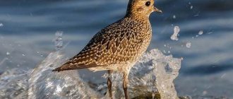 Plover-bird-Description-features-species-lifestyle-and-habitat-plover-8