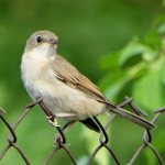 garden warbler