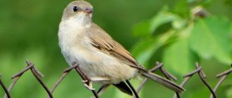 garden warbler