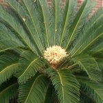 Cycad