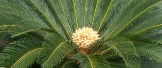 Cycad