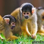 Saimiri-monkey-lifestyle-and-habitat-saimiri-2