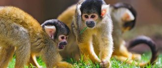 Saimiri-monkey-lifestyle-and-habitat-saimiri-2