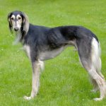 Saluki