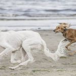 Saluki-dog-Description-features-types-care-and-maintenance-of-the-saluki-breed-17