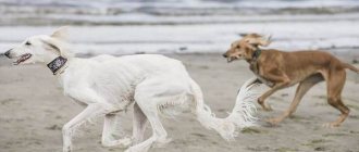 Saluki-dog-Description-features-types-care-and-maintenance-of-the-saluki-breed-17