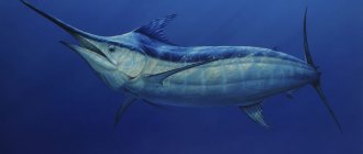 The largest fish in the world: TOP 10 huge inhabitants of the seas and oceans in the world, what they look like and what they eat