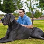 The biggest dog in the world