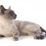 The fastest cat in the world: top 9 fastest breeds