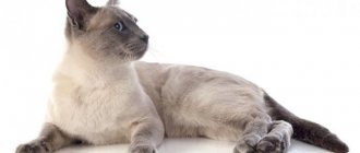 The fastest cat in the world: top 9 fastest breeds