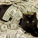 the most expensive cat in the world