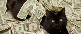 the most expensive cat in the world