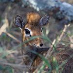 smallest antelope in the world