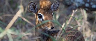 smallest antelope in the world