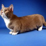 The smallest cat breed