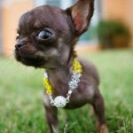 The smallest dog in the world