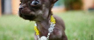 The smallest dog in the world