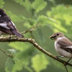 Male and female