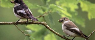 Male and female