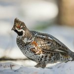 Male hazel grouse