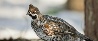 Male hazel grouse