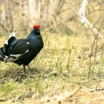 Male black grouse