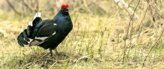 Male black grouse