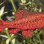 male cherry barb