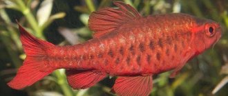 male cherry barb