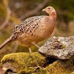 Female pheasant